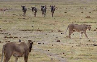 Kenya’da 6 aslan ölü bulundu