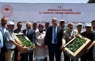 Kırıkkale’de çiftçilere 20 bin fide dağıtıldı