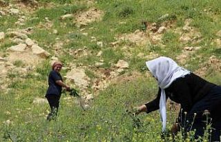 Kırsalda toplanan yılanyastığı bitkisi ihraç...