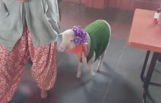 Kıyafet giydirdiği kuzusuyla oy kullanmaya gitti