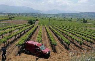 Kontrolden çıkan ticari araç üzüm bağına düştü:...
