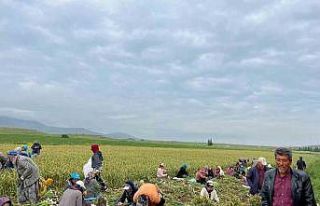 Konya’da sağanak yağış sarımsak tarlalarını...