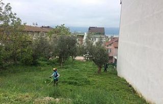 Körfez’de yabani ot biçme çalışmaları sürüyor