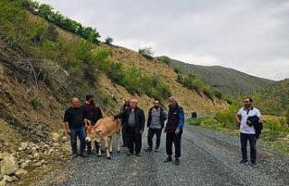 Köylüler uçuruma yuvarlanan ineği el birliğiyle...