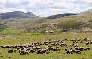 ‘Köyümde Yaşamak İçin Bir Sürü Nedenim Var’...