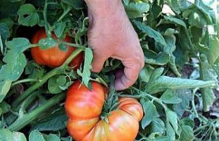 Kozluk domatesi coğrafi işaret yolunda