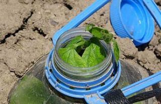 Kuraklıkla mücadelede ilginç çözüm