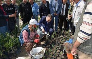 Kursiyerler uygulamalı olarak zeytin budadı