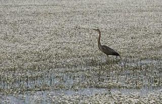 Kuş Cenneti’nde papatya güzelliği