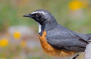 Kuş gözlemcileri kuşların göç yolculuğunu ölümsüzleştirdi