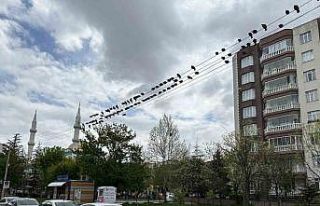 Kuşların ekmek büfesi yanında kırıntı nöbeti