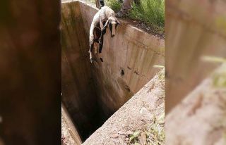 Kuyuya düşen 10 küçükbaş hayvan tek tek kurtarıldı