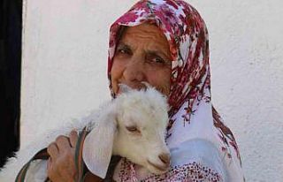 Kuzusuna bebek gibi bakıyor, yanından hiç ayırmıyor