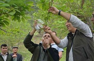 Laboratuvarda yetiştirilen yırtıcı böcekler kestane...