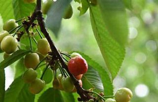 Lapseki kirazına sayılı günler kaldı