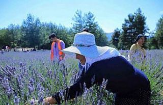 Lavanta bahçesi yeni sezona hazırlanıyor