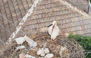 Leylek ailesi yavrularını büyütmeye başladı,...