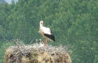 Leylek yavruları yuvada görüntülendi