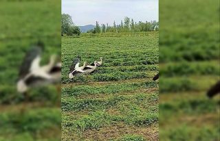 Leylekler hasattan payına düşeni aldı