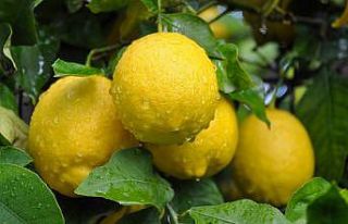 Limonda hasat sonu, üreticide ucuz, markette pahalı