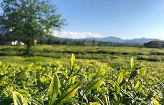 Lipton, Doğu Karadeniz’de çay hasadına başladı