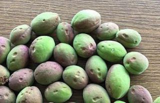 Malatya’da dolu, kayısı bahçelerine zarar verdi