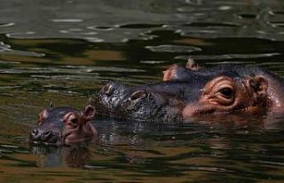 Malavi’de su aygırı tekneye saldırdı: 1 ölü,...