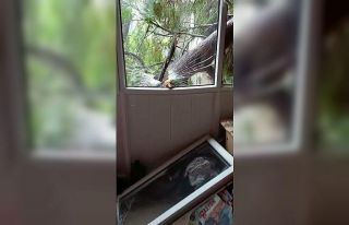 Maltepe’de devrilen ağaç evinin camlarını kırdı,...