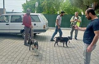Manisa’da pitbull ile oklu kirpi avlayan 6 kişiye...