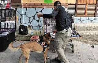 Manisa’da uyuşturucudan 66 gözaltı 5 tutuklama