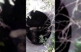 Mantar toplamaya giden vatandaşlar gördükleri manzara...
