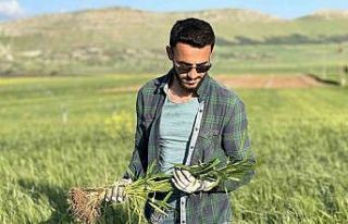 Mardin’de çiftçiler, yüksek rekolte bekliyor