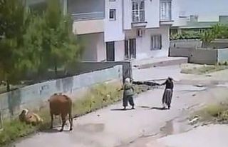 Mardin’de ineğin ölüme gitme anı kameraya yansıdı
