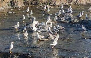 Martıların inci kefali avı