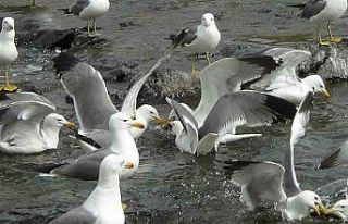 Martıların inci kefali kavgası