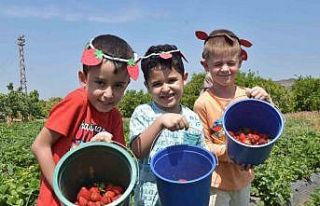 Menemen’de çilek kokulu günler başlıyor
