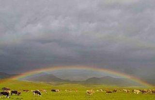 Merada otlayan hayvanlarla bütünleşen gökkuşağı...
