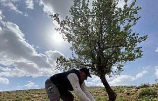 Merak üzerine çıktığı dağlık alanda, gölge...