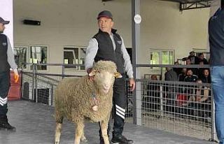 Merinos ırkı koç 76 bin 100 liradan satıldı