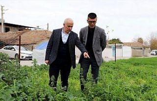 Mersin’de ata yadigarı karakılçık tohumunun...