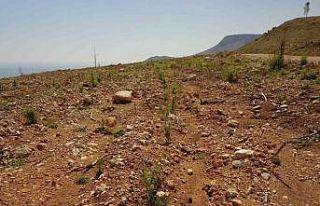 Mersin’de yanan orman sahaları yeşeriyor