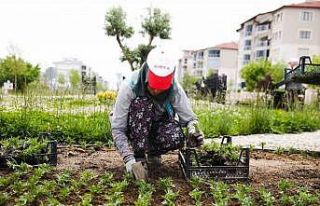 Mevsimlik çiçekler Merkezefendi’yi renklendirecek