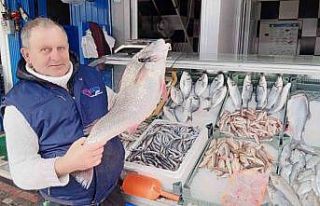 Minekop bağlığı kilosu 250 TL’den tezgahta yerini...