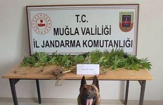 Muğla jandarmasının hassas burunları uyuşturucuya...