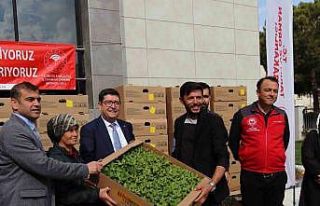 Muğla’da 2,5 milyon ata fidesi toprakla buluştu