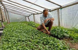 Muhtar, yetiştirdiği sebze fideleriyle tarımsal...