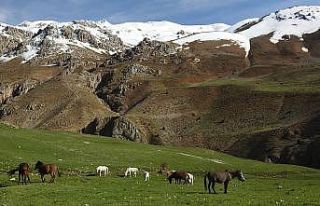 Munzur Dağlarındaki yılkı atları görüntülendi