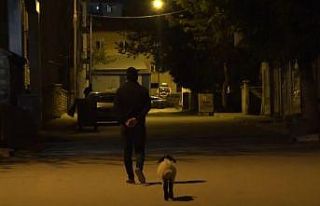 Muş’ta bebek gibi bakılan kuzu sahibinin peşinde...
