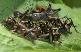 Muş’ta çekirge alarmı