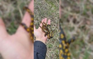 Nadir görülüyordu, ikisi bir arada görüntülendi